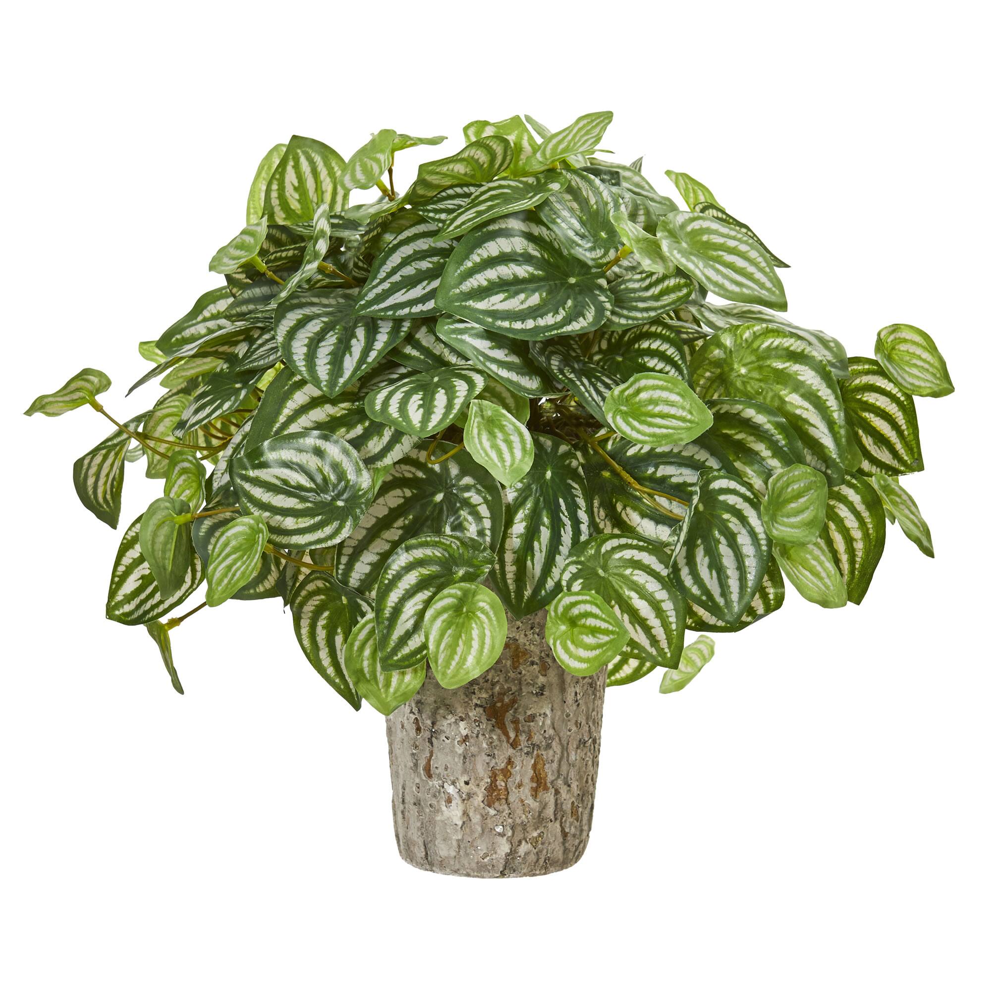 13" Peperomia Plant in Weathered Oak Planter